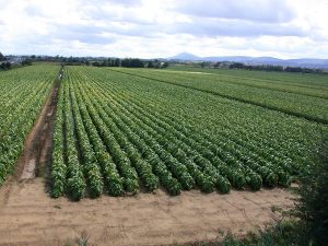 Champ-Virginie-semences-tabac-bergerac-seed-breeding-2